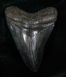 Inch Jet Black Megalodon Tooth #4180-2